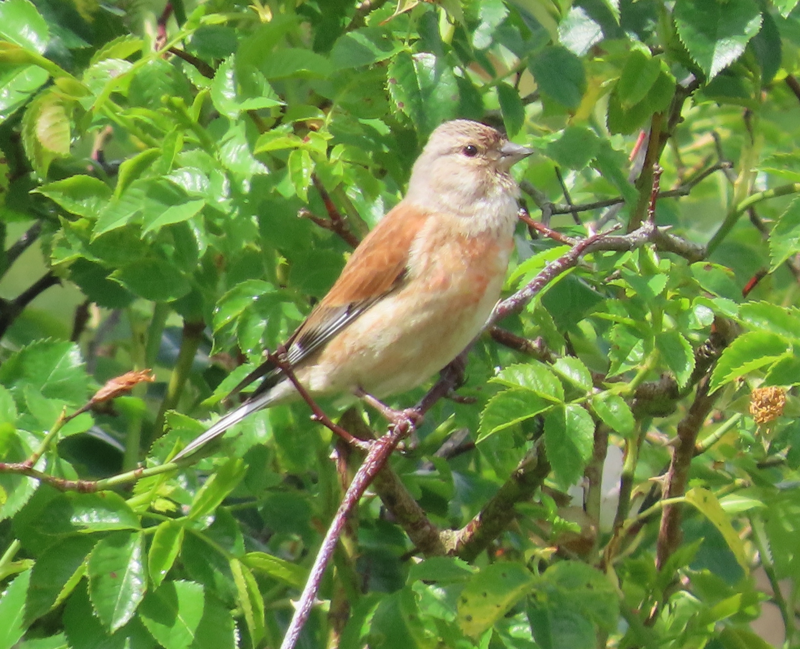 Linnet